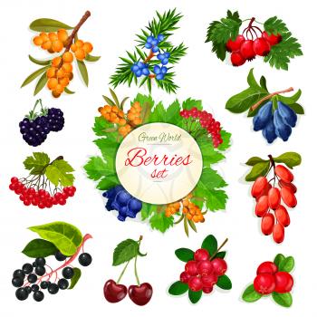 Berries and wildberry vector icons set. Harvest of garden and forest buckthorn and honeysuckle fruits, wild barberry, cranberry or rowanberry and ashberry. Juicy cherry, blackberry or blueberry and ha