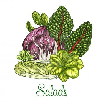Lettuce salads vector poster sketch of leafy vegetables corn salad or chicory and oakleaf lettuce, watercress and pak choi or gotukola and collard. Vegetarian cuisine veggie leaf salad