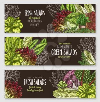Fresh green salads vector banners set. Sketch lettuce design of organic vegetables chicory and oakleaf salads, vegetarian arugula or watercress and pak choi or gotukola collard and romaine sorrel