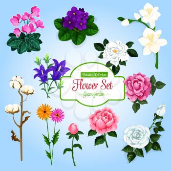 Flower set. Rose, daisy, tea rose, peony, lily, violet, bell flower, cyclamen and cotton flower branch. Garden and house flowering plants cartoon design