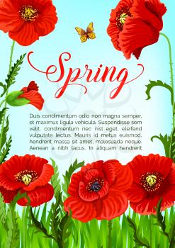 Spring holidays vector greeting card design of blooming poppy flowers field. Template for springtime seasonal quotes with blooming nature and flourish green field of red flowers blossoms and buds
