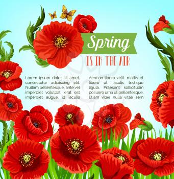 Spring is in the Air vector poster with blooming poppy flowers field. Seasonal holiday greeting design with flourish springtime nature, butterflies and floral bouquets of flowers blossoms and petals