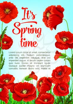 Spring Time quote poster with poppy flowers design for spring holiday seasonal greetings. Vector springtime blooming nature and flourish red flowers bunches on sunny green grass meadow