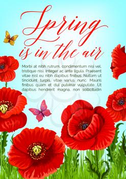 Spring is in the Air greeting quote poster design with vector poppy flowers and butterflies on green grass field. Springtime blooming nature and bunches of flourish red flowers and blossom buds