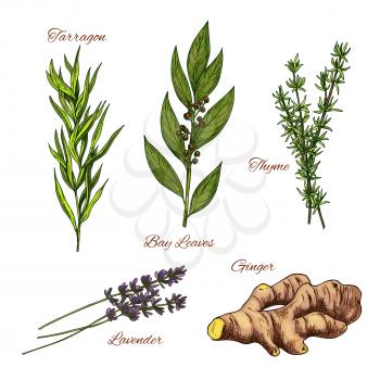 Herbs and spices vector isolated icons set. Spicy tarragon plant, bay leaf culinary condiment, thyme dressing grass, aroma lavender and ginger root for cooking ingredients or farmer market design
