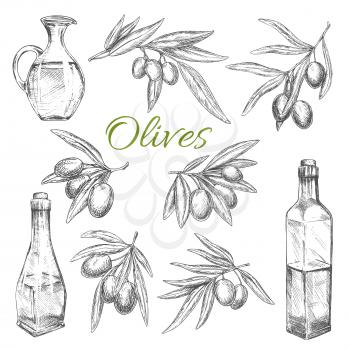 Olives sketch vector icons set of branches. Isolated symbol of olive oil retro kitchen bottles for product package label or Italian, Mediterranean or Greek cuisine restaurant design element