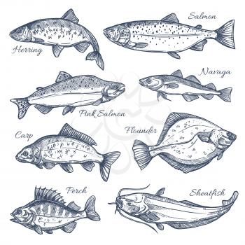 Fishes sketch vector isolated icons. Sea or ocean fish species of herring and pink salmon, navaga or carp and flounder, perch and sheatfish or catfish. Design for fishing catch or fisher sport club