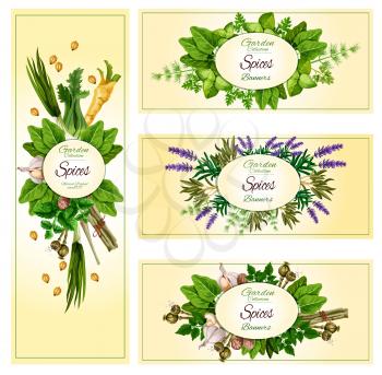 Herbs and spices vector banner set. Garden basil, dill and parsley dressing, spicy ginger, arugula and thyme condiments. Aroma lavender and rosemary grass, cinnamon, vanilla and peppermint or oregano