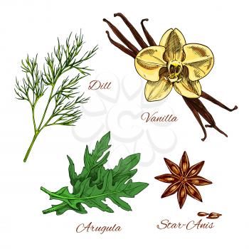 Herbs and spices vector icons. Aroma dessert bakery vanilla, dill and arugula salad dressing condiments, spicy anise star seeds for culinary cuisine. Cooking ingredients isolated sketch set