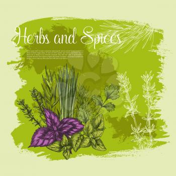 Herbs and spices vector poster. Sketch basil or oregano leaf salad condiment, onion leek and spicy rosemary dressing, aroma peppermint or lavender grass and tarragon for gourmet culinary design