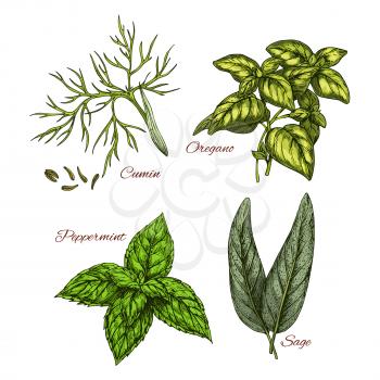 Herb and spice dressing vector sketch icons set. Cumin plant seeds, oregano leaf and aroma peppermint or sage. Isolated greens condiments for salads and herbal seasonings of culinary cuisine