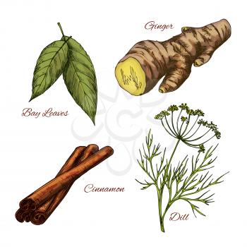 Herb and spice seasonings vector sketch icons set. Bay leaf cooking aroma condiment, spicy ginger root, cinnamon and dill. Herbal dressings for culinary cuisine and salads