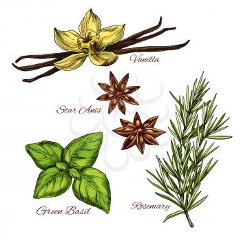 Spices and herbal flavorings vector sketch icons of aroma vanilla flower and pods, anise star seeds and green basil condiment or rosemary dressing for salads or cooking herb ingredients