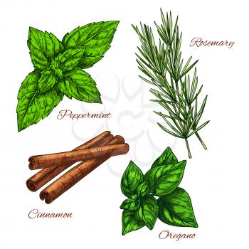 Herbs and spices peppermint leaf, cinnamon aroma condiment for culinary, rosemary and oregano seasoning for salad. Vector sketch icons set of cooking dressing ingredients and flavorings