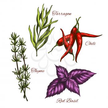 Spices and herbs, seasonings and flavorings vector sketch icons of thyme and spicy chili pepper, tarragon culinary condiment and red basil leaf for salad dressing