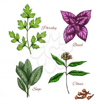 Spices and herbs vector icons. Garden parsley cooking condiment or seasoning, basil and sage leaf for herbal salad dressing, and aroma cloves spicy seeds flavorings