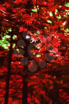 Autumn forest with red maple leaves background