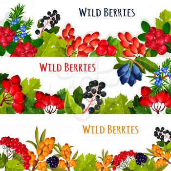 Wild berries and wildberry fruits vector banners set. cranberry or rowanberry and ashberry harvest. Forest or of garden buckthorn and honeysuckle, wild barberry or juicy blackberry or blueberry, haw o