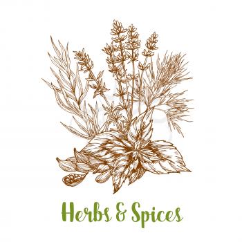 Herbs and aromatic spices sketch of basil or thyme, tarragon or rosemary and cardamom or cardamon seeds, savory and mint leaves. Herbal spicy culinary condiments or aroma flavoring plants for grocery 