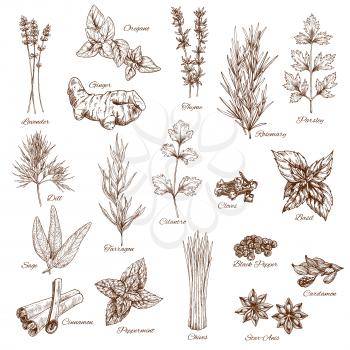 Herbs or spices sketch icons of lavender and oregano, thyme or rosemary and parsley. Vector seasonings dill or tarragon and cilantro. Flavoring basil or sage, cinnamon and peppermint, anise and cardam