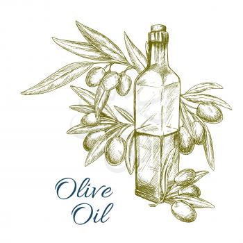 Olive oil vector sketch of green olives and olive-tree branch with oil bottle. Design of fresh olive fruits bunch for vegetarian food seasoning product package or vegetable salad flavoring ingredient