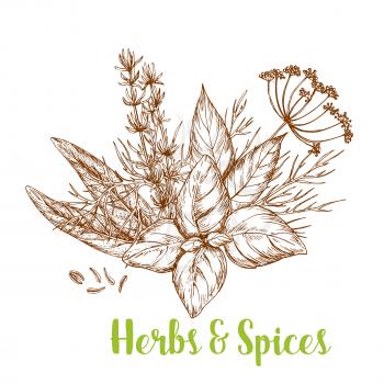 Fresh herbs and spices sketch. Basil, rosemary, thyme, dill, bay leaf, cumin, and sage isolated bunch of culinary herbs for greengrocery and spice shop label, food packaging design