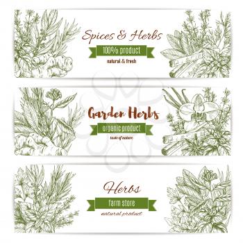 Herbs and spices sketch. Vector banners set of parsley and cinnamon, lavender and ginger. Seasoning cilantro, rosemary or oregano and cloves or anise. Condiment basil or thyme and dill or tarragon and
