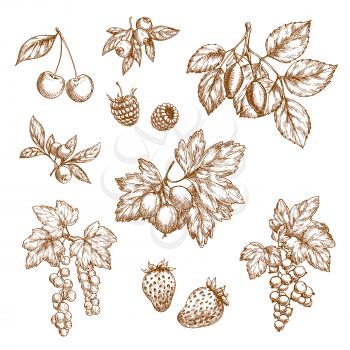 Berries sketch of vector blackberry or blueberry, black currant or redcurrant, cherry and raspberry. Isolated icons of strawberry, gooseberry or briar branches and leaves. Forest berry fruits harvest 