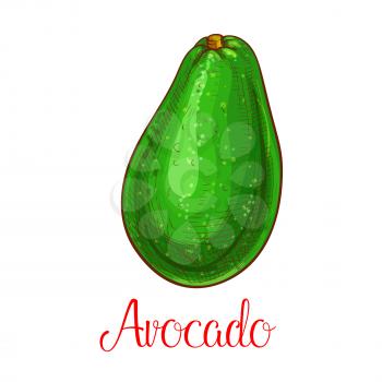 Avocado fruit sketch. Vector isolated icon of exotic avocado. Dietary tropical asian or mediterranean fruit of for grocery store, shop and farm market or product label