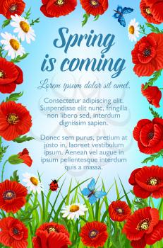 Spring is coming poster for springtime holiday time. Vector design of blooming flowers and green grass with butterflies and ladybug. Bunches and bouquets of red poppy and daisy blossoms in garden lawn