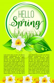 Hello Spring poster for springtime holidays greeting. Vector design of yellow blooming daffodils blossoms or narcissus flowers on green grass. Floral spring bouquets and flourish bunches with leaves