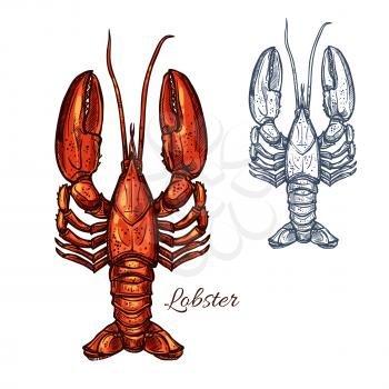 Lobster seafood animal sketch. Red lobster marine crustacean or freshwater crayfish isolated symbol for fish market label, seafood restaurant menu or fishing sport design