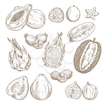 Exotic tropical fruit sketch set. Papaya, carambola, feijoa, passion fruit, guava, dragon fruit, lychee, durian and fig isolated icon for fruity dessert menu, tropical cocktail or drink label design