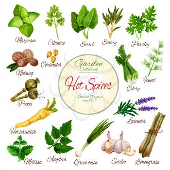 Hot spices, herbs and vegetables. Fresh mint, thyme, rosemary and onion, garlic, parsley and nutmeg, marjoram, celery and fennel, coriander and sorrel, lavender and poppy flower for spice shop design