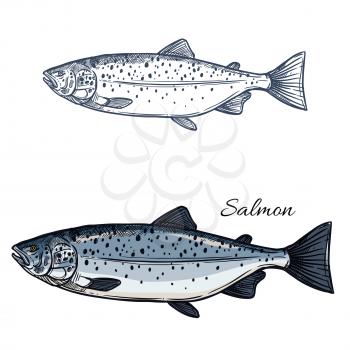 Salmon sketch vector fish icon. Isolated sea humpback or pink salmon or trout fish species. Isolated symbol for seafood restaurant sign or emblem, fishing club or fishery market
