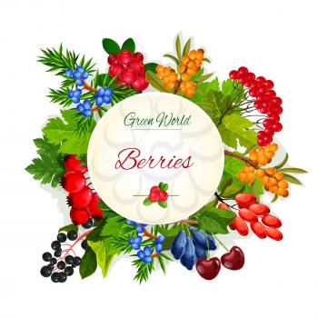 Wild berries and wildberry fruits vector poster of garden buckthorn, honeysuckle or cranberry and rowanberry. Forest harvest fruits of ashberry, wild barberry and juicy blackberry or blueberry