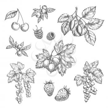 Berries sketch vector icons set. Cherry and forest blueberry or black currant and redcurrant branch, garden strawberry or raspberry and farm gooseberry harvest design for jam or juice and market shop