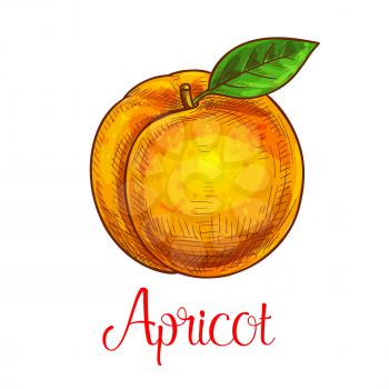 Apricot fruit sketch. Vector isolated icon of fresh prune species with leaf. Sweet juicy whole apricot fruit symbol for jam and juice product label or grocery store, shop and farm market design