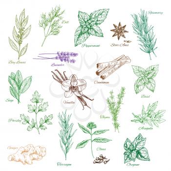 Spices and herbs sketch icons. Bay leaf and dill or peppermint and anise, rosemary and sage with vanilla and cinnamon, parsley seasoning and tarragon flavoring, basil or oregano and arugula. Vector is