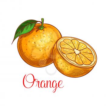 Orange fruit sketch. Vector isolated icon of fresh citrus species with leaf. Sweet juicy whole and slice cut orange fruit symbol for jam and juice product label or grocery store, shop and farm market 