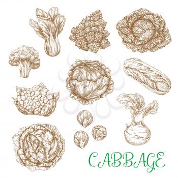 Cabbages vegetables sorts vector isolated sketch icons. Set of leafy veggies white and red cabbage or cauliflower, chinese napa and romanesco broccoli, kohlrabi and brussels sprouts, bok choy and pak 