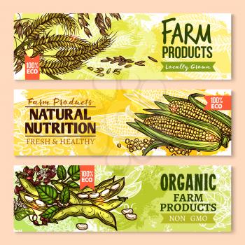 Cereals and grain vector banners set. Farm grown wheat and rye ears, buckwheat seeds and oat or barley millet harvest, organic corn and rice with legume beans or pea. Eco non gmo agriculture design