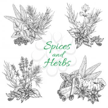 Spices and herbs vector poster. Sketch seasonings bunch of dill or peppermint and sage leaf, anise seeds and bay dressing, tarragon rosemary or oregano and thyme flavoring, vanilla and cinnamon or par