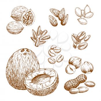 Nuts and nutrition seeds sketch vector icons of almond or pistachio, coconut, cashew or peanut and coffee beans. Isolated symbols of walnut or hazelnut, sunflower and pumpkin seeds or pine nut kernels