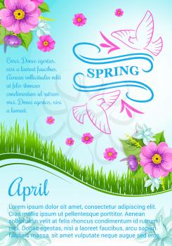 Spring poster design for April holidays. Vector blooming flowers crocuses, narcissus or daffodils and snowdrops on sunny green grass meadow with springtime dove birds for greetings