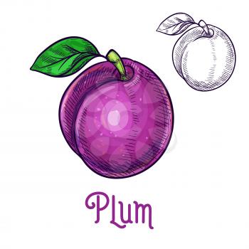 Plum fruit sketch. Vector isolated icon of fresh prune species with leaf. Sweet juicy whole plum fruit symbol for jam and juice product label or grocery store, shop and farm market design