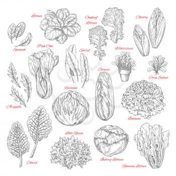 Salads and leafy vegetables vector isolated sketch icons set. Lettuce veggies harvest of spinach, sorrel and watercress, chinese or iceberg cabbage and lollo rossa or radiccio and farm fresh corn or o