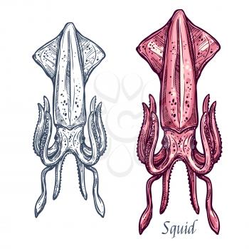 Squid sketch vector icon. Isolated ocean cuttlefish or cephalopod species. Isolated symbol for seafood restaurant sign or emblem, fishing club or fishery market