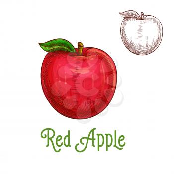 Apple fruit sketch. Vector isolated icon of fresh red apple with leaf. Sweet juicy whole plum fruit symbol for jam and juice product label or grocery store, shop and farm market design