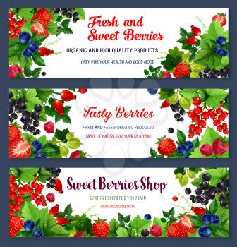 Berries banners for berry shop or farmer market. Vector set of fresh harvest of blueberry and cranberry or black currant, sweet garden raspberry and juicy strawberry, briar and redcurrant or gooseberr